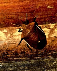 Basicryptus costalis