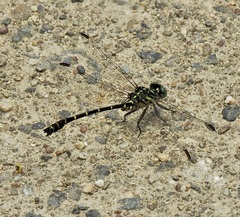 Hemigomphus theischingeri
