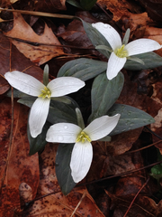 Trillium nivale