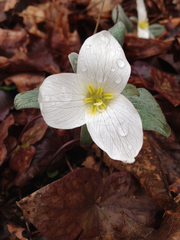 Trillium nivale