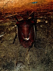 Basicryptus costalis