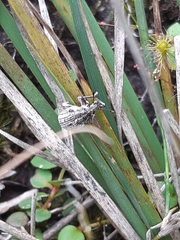 Pelororhinus argentosus