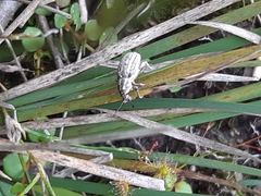 Pelororhinus argentosus
