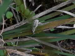 Pelororhinus argentosus