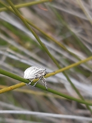 Pelororhinus argentosus