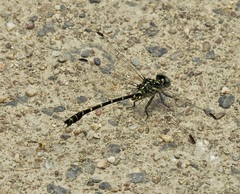 Hemigomphus theischingeri