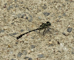 Hemigomphus theischingeri