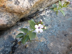 Teedia