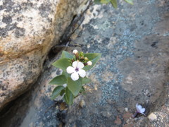 Teedia