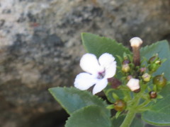 Teedia