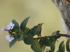 Teedia