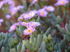 Oscularia cedarbergensis