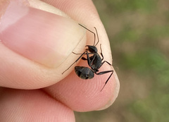 Camponotus japonicus