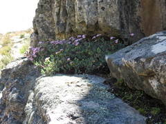 Oscularia cedarbergensis