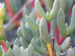 Oscularia cedarbergensis