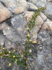 Acacia mitchellii
