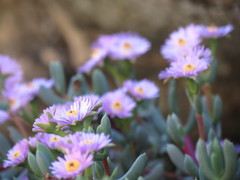 Oscularia cedarbergensis