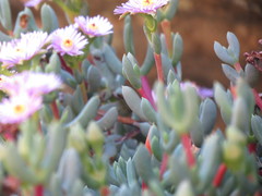 Oscularia cedarbergensis