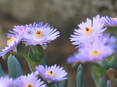 Oscularia cedarbergensis