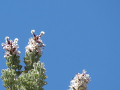 Paranomus tomentosus