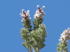 Paranomus tomentosus