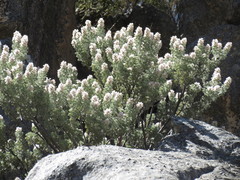 Paranomus tomentosus