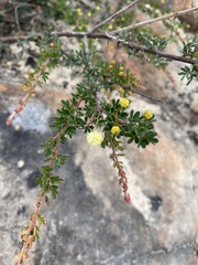 Acacia mitchellii