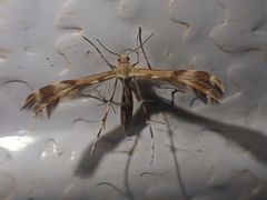 Trichoptilus ceramodes