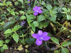 Barleria cristata