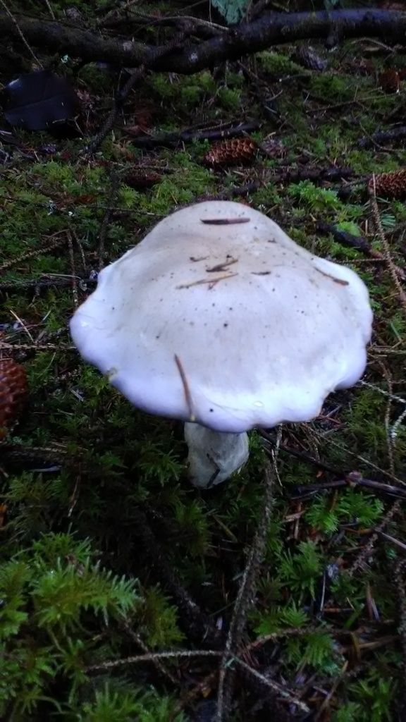Cortinarius putorius