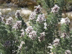 Paranomus tomentosus