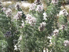 Paranomus tomentosus