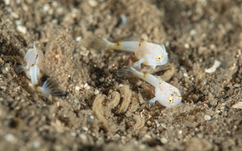 Spotted handfish (Brachionichthys hirsutus) — Brachionichthyidae