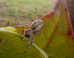 Stegodyphus sarasinorum