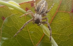 Stegodyphus sarasinorum