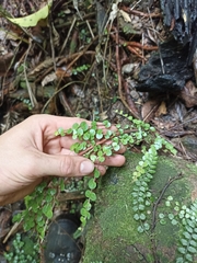 Metrosideros perforata