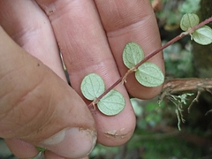 Metrosideros perforata