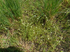 Cerastium tenoreanum