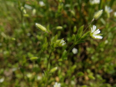 Cerastium tenoreanum