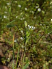 Cerastium tenoreanum