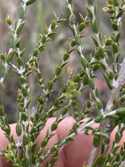 Melaleuca sylvana