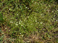 Cerastium tenoreanum