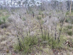 Melaleuca sylvana