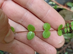 Metrosideros perforata