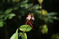 Duparquetia orchidacea image