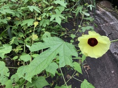 Hibiscus surattensis