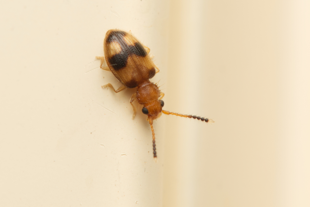 Psammoecus cruciger