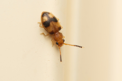Psammoecus