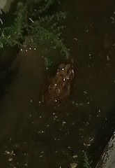 Duttaphrynus melanostictus