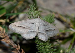Afriberina nobilitaria